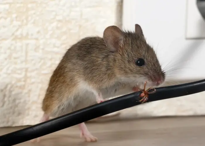 A rodent chewing electrical wire