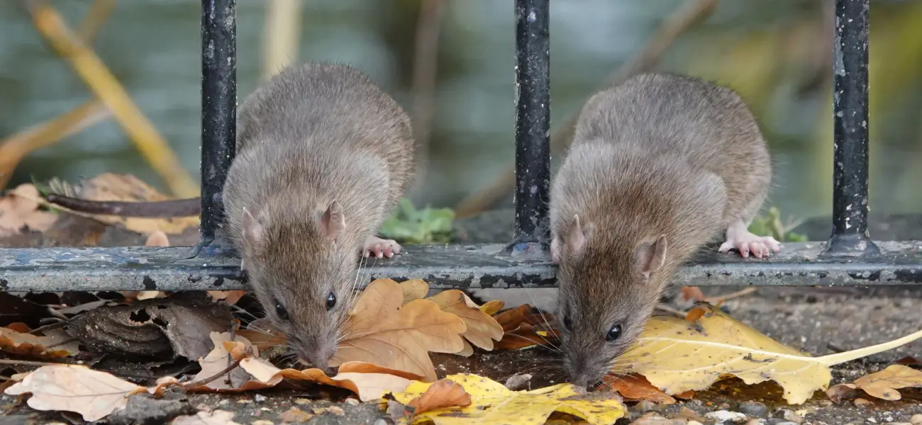 Two brown rats sniffing leaves near a rail fence in Cincinnati