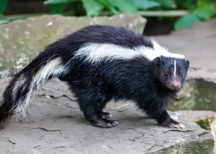 A skunk wandering around a Cincinnati yard