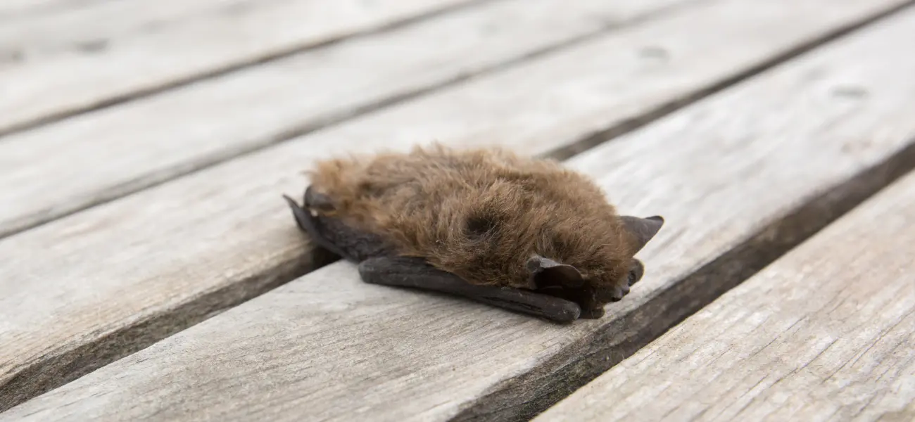 A sleeping brown bat on a wooden surface