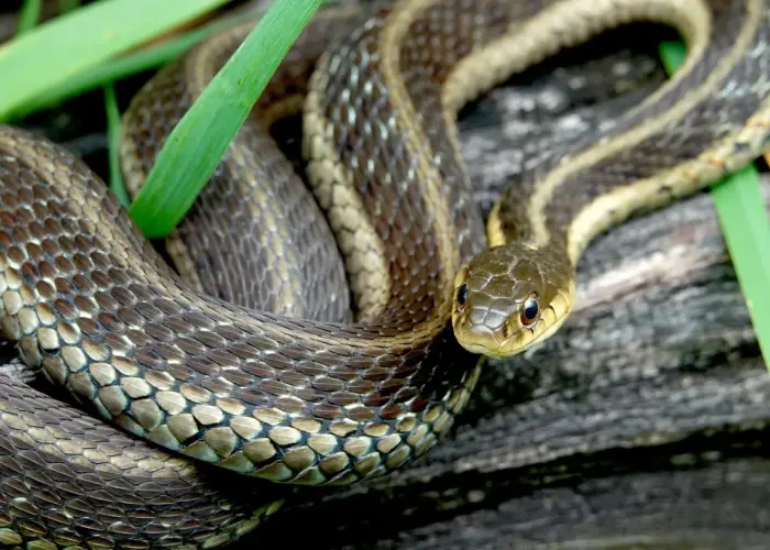 An Eastern garter snake coiled on a log