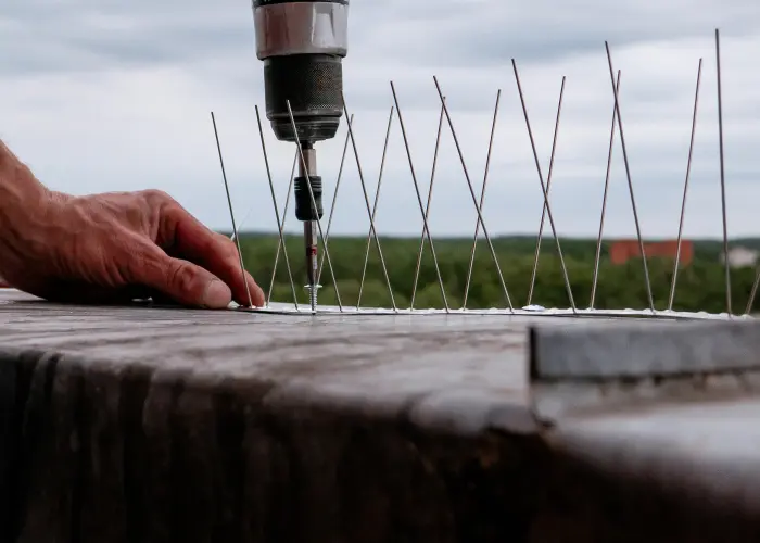An Animal Remover technician installs stainless steel bird spikes