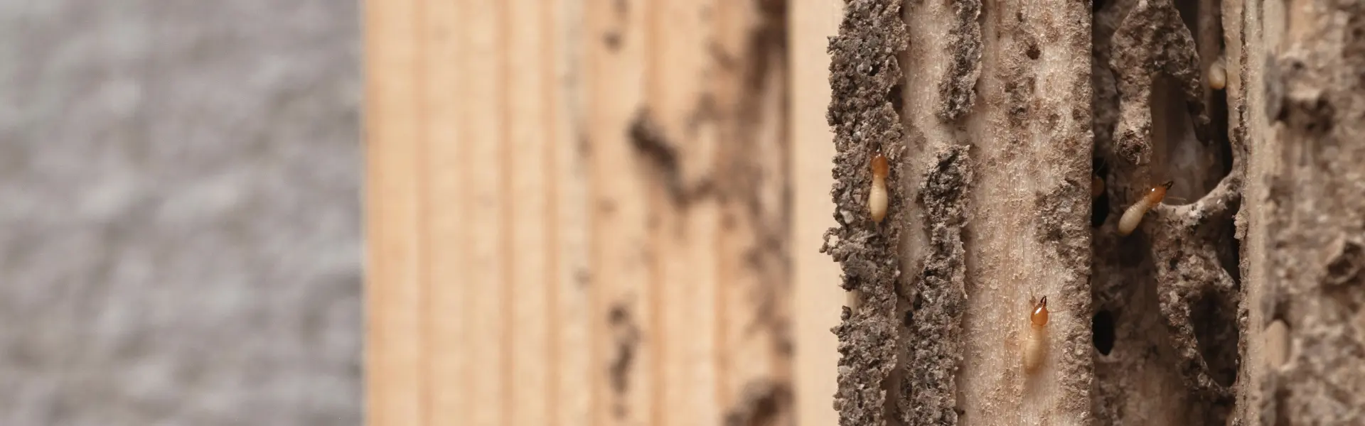 Termite colony in wood paneling. Call or contact Animal Remover for termite control services in Cincinnati.
