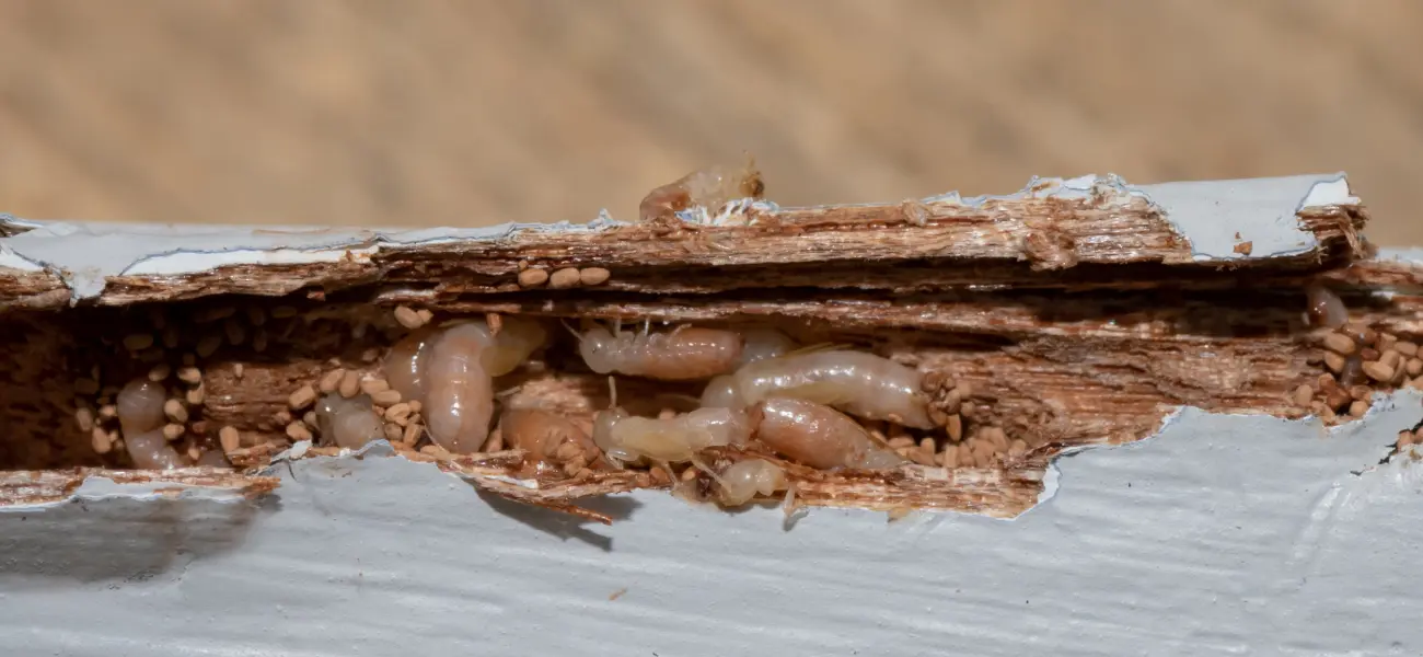 Exposed wood panel infested with termites in a Cincinnati home
