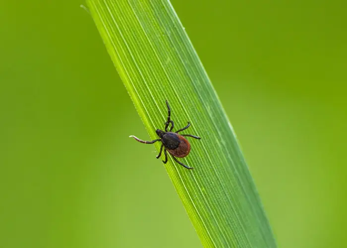 Tick on a blade of grass
