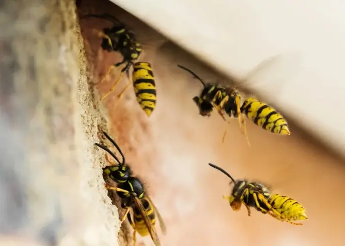 Yellowjackets flying around a gap in a home exterior wall