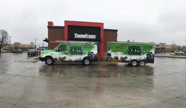 Animal Remover in Cincinnati, OH offers professional wildlife control services with a team who are fully licensed and insured.