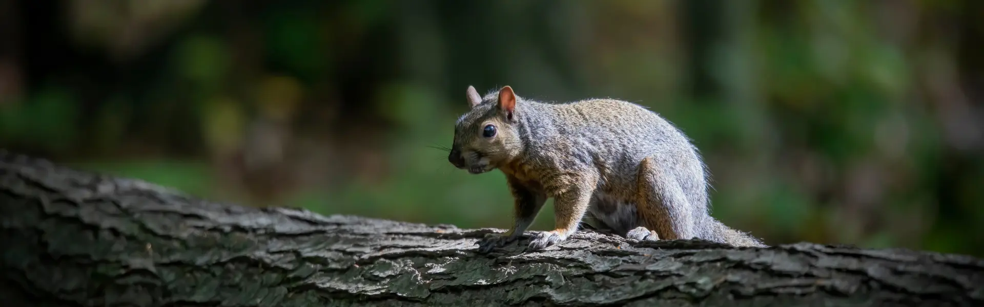 A grey squirrel perched on a fallen tree. Animal Remover provides professional wildlife control services in Cincinnati and the surrounding areas.