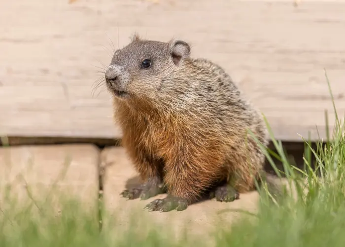 A young groundhog in a backyard pathway