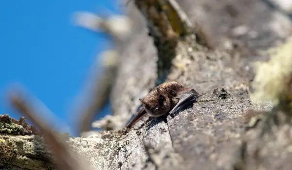Small bat in a tree of a Cincinnati yard. Learn more about animal remover services with these frequently asked questions.