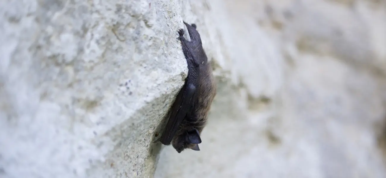 A brown bat resting on a rock in a Cincinnati business park