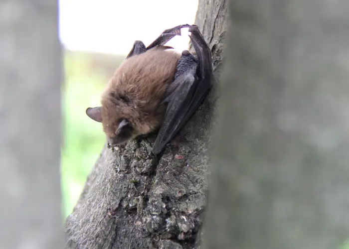 Brown bat resting in a tree in a commercial business courtyard