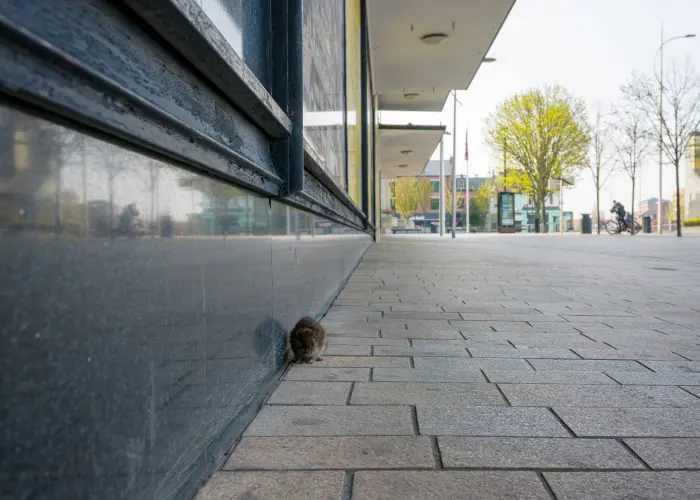A brown rat runs alongside a commercial business suite in Cincinnati
