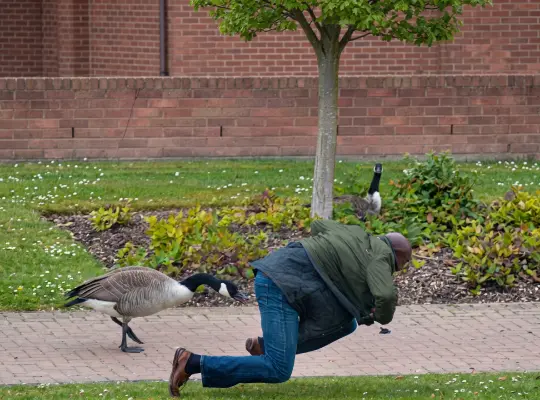 A man falls to the ground after trying to avoid contact with a group of Canada geese in a business park