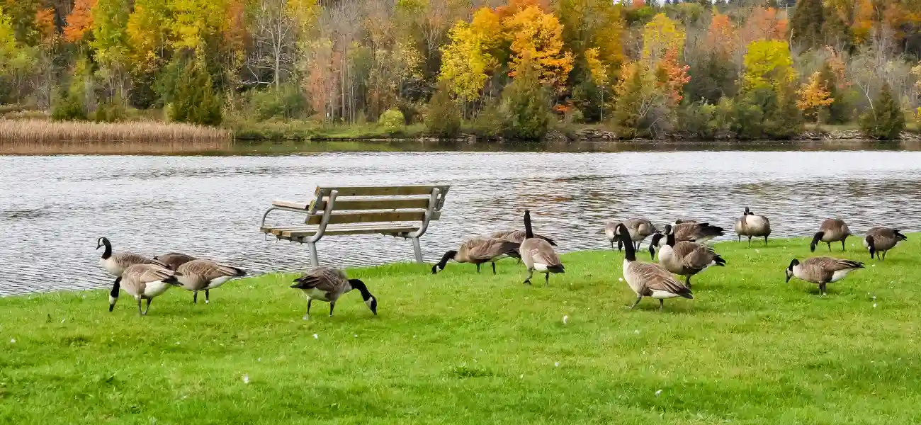 Canada geese grazing on grass near a bench in a business park