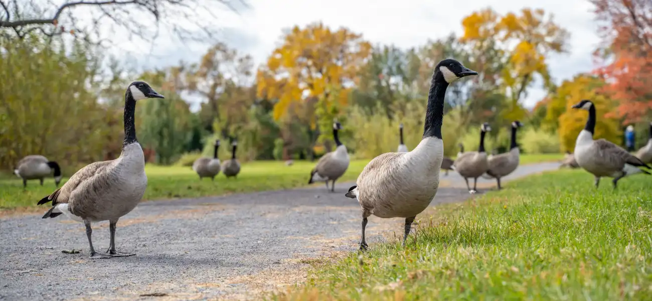 A flock of Canada geese crossing a business park trail in Cincinnati