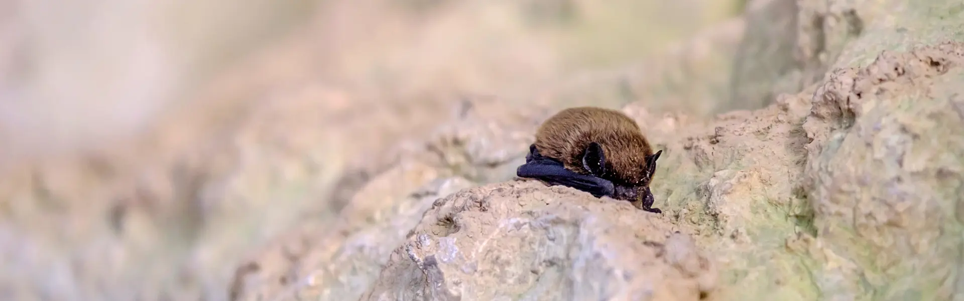 A brown bat sleeping on a rock. Call or contact Animal Remover for commercial bat removal in Cincinnati, OH.