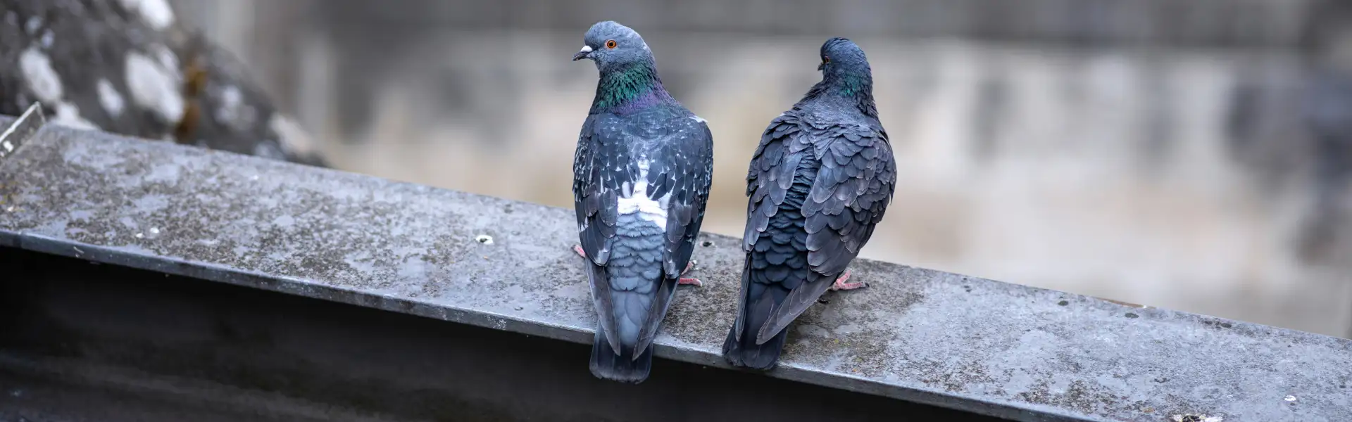 Two pigeons perched on a metal beam. Call or contact Animal Remover for commercial bird removal and control in Cincinnati, OH.