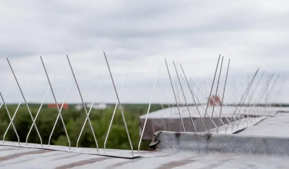 Metal bird spikes placed on the roof of a commercial building