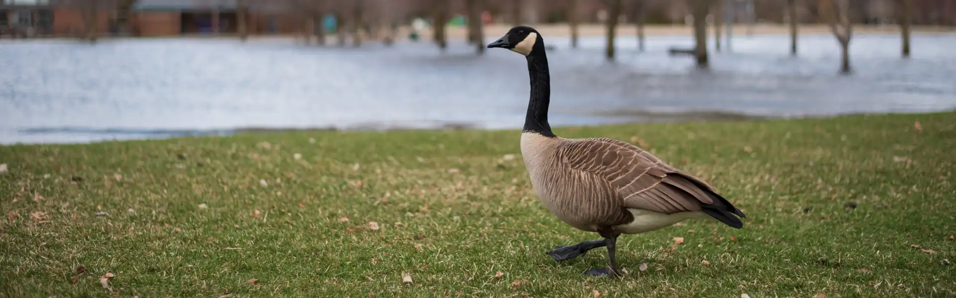 A Canada goose in a park. Call or contact Animal Remover for Canada goose management in Cincinnati, OH.