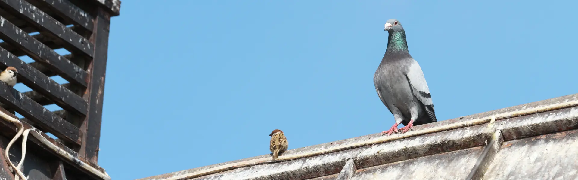 A pigeon perched on a building. Call or contact Animal Remover for commercial pigeon dropping removal and cleanup services in Cincinnati, OH.