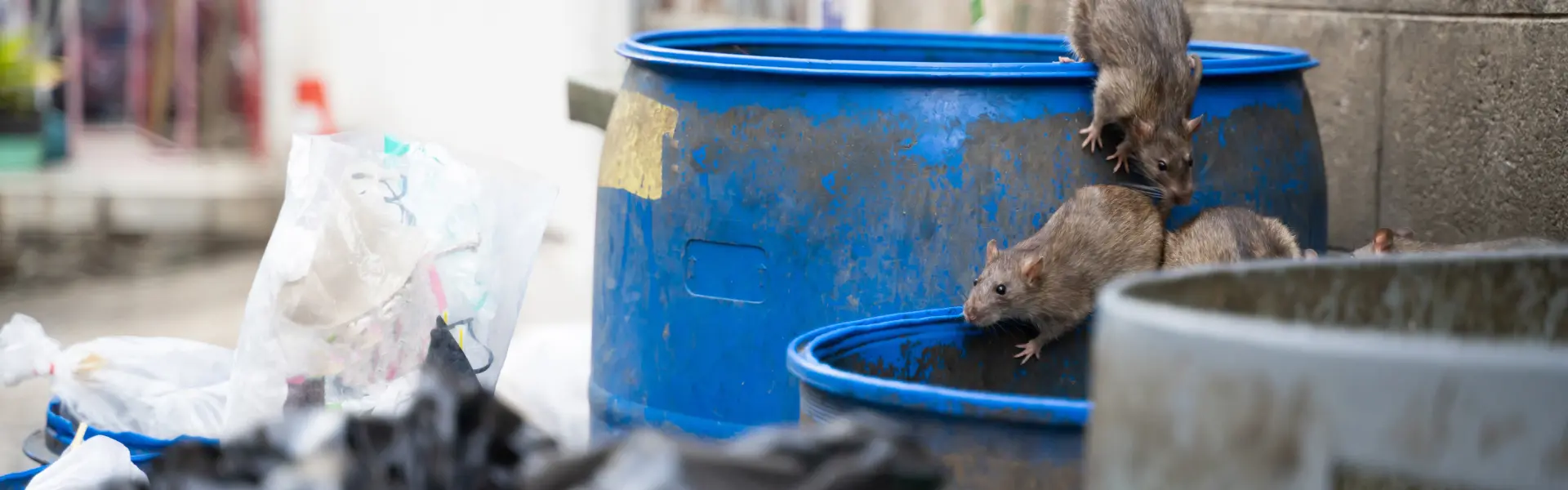 Brown rats crawling out of a blue drum in garbage area. Call or contact Animal Remover for commercial rodent removal in Cincinnati, OH.