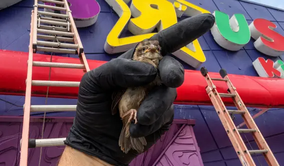 Animal Remover servicing a Toys"R"Us sign for commercial bird maintenance