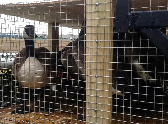Canada geese trapped by Animal Remover in Cincinnati