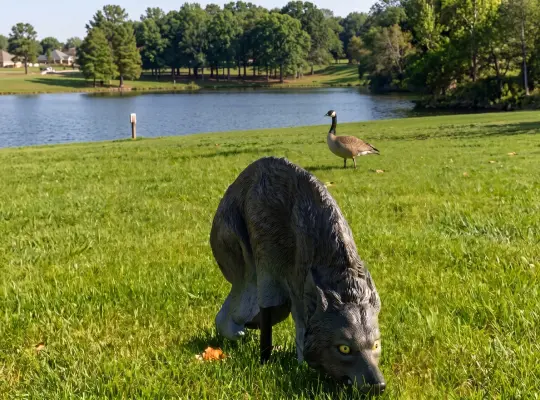 Decoy coyote in Cincinnati business park. Decoys are used to deter Canada geese away from populated areas.