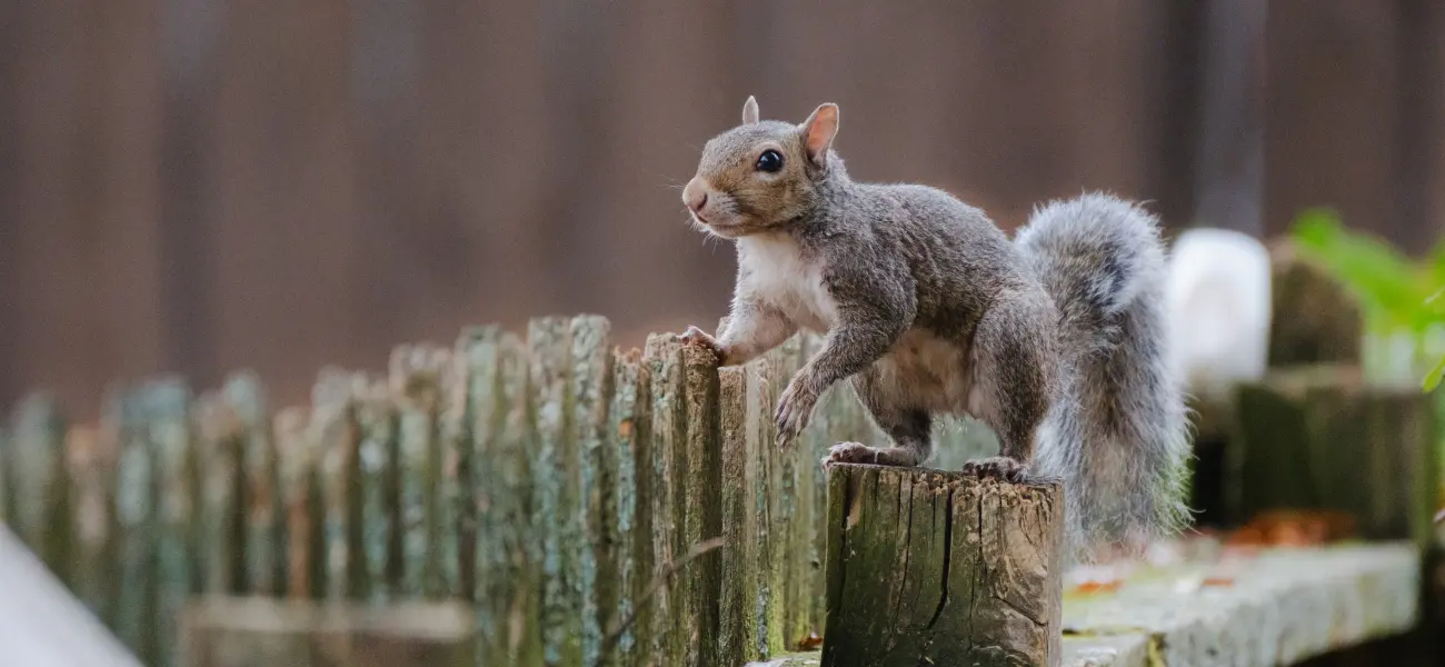 An eastern gray squirrel perched on an old fence