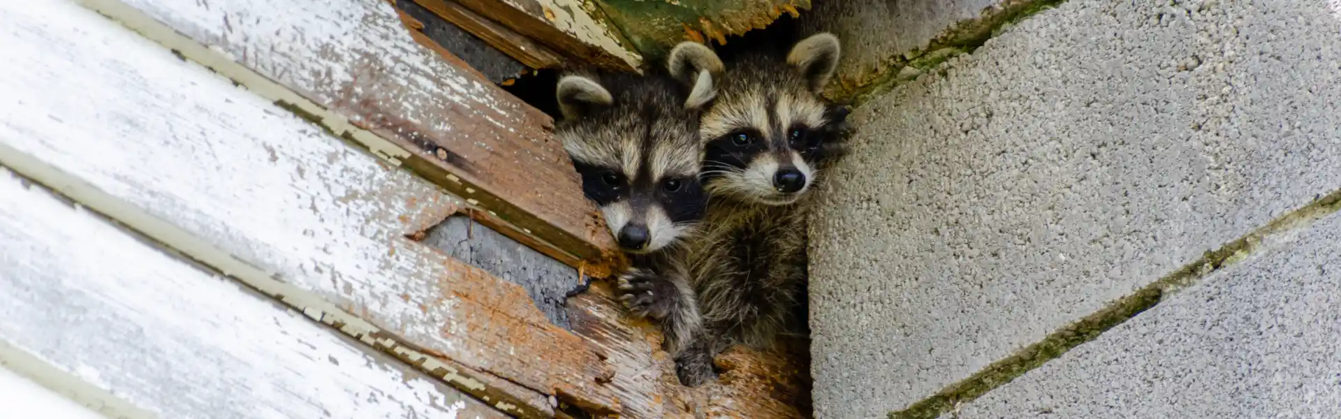 A raccoon peaking out of a whole in building. Call or contact Animal Remover if you need emergency wildlife removal from your property.