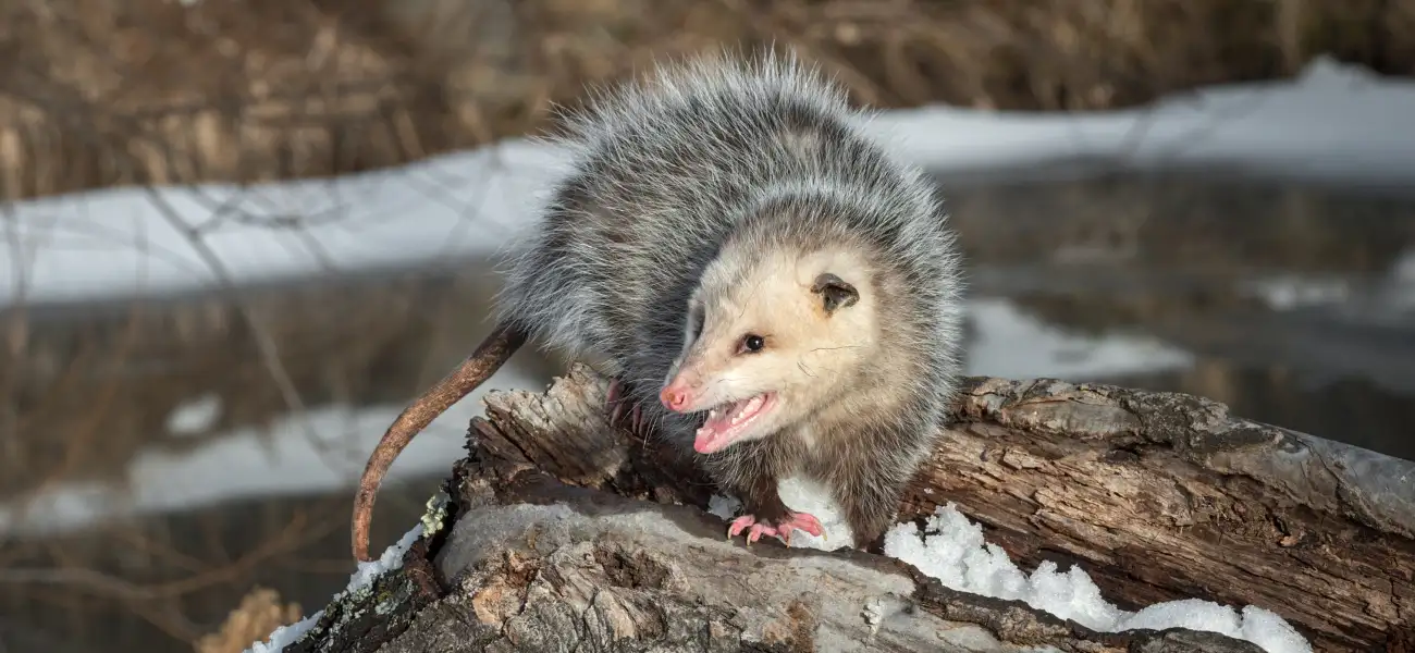 A hissing opossum walking on a log in Cincinnati