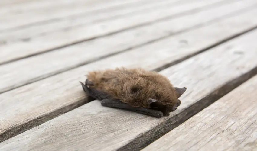 A small brown bat on a residential deck in Cincinnati. Find out how to keep bats away with this guide from the bat control experts at Animal Remover.