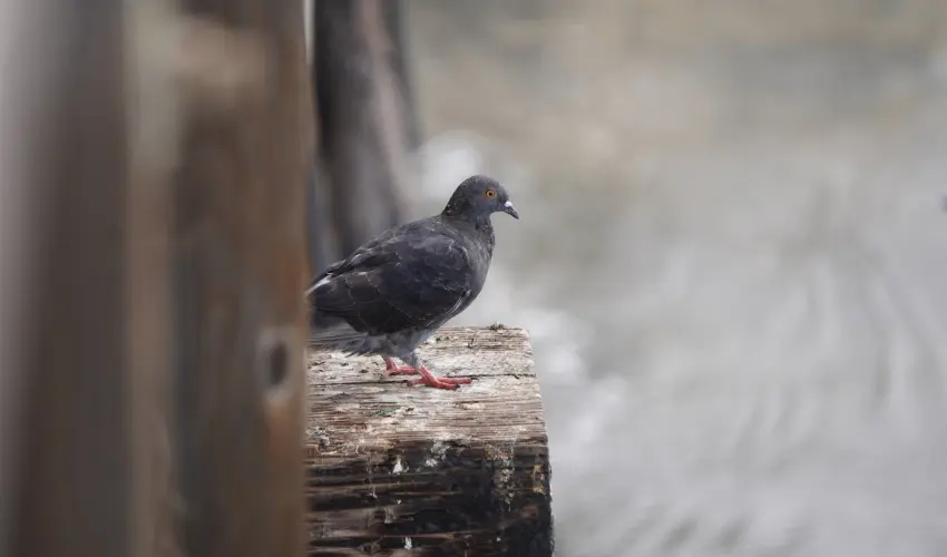 A pigeon perched on a pier in Cincinnati. Find out how to keep birds away with this guide from the bird control experts at Animal Remover.