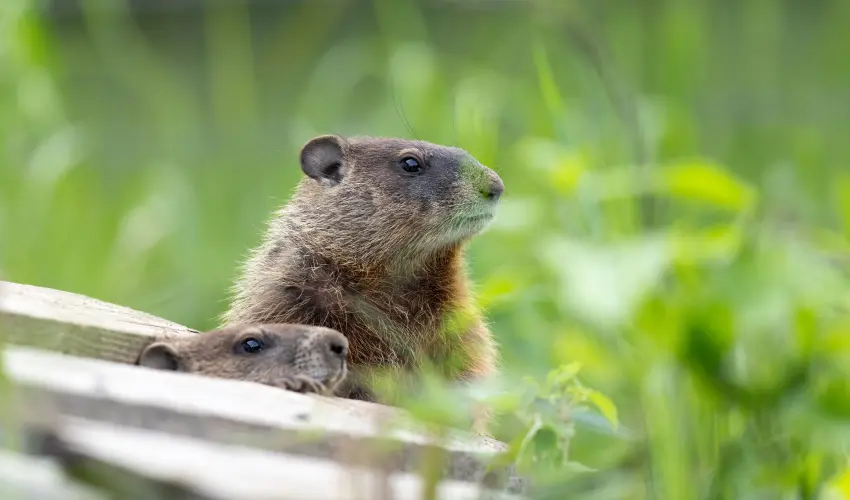 Groundhogs emerging from a wood pile in a Cincinnati yard. Find out how to keep groundhogs away with this guide from the groundhog control experts at Animal Remover.