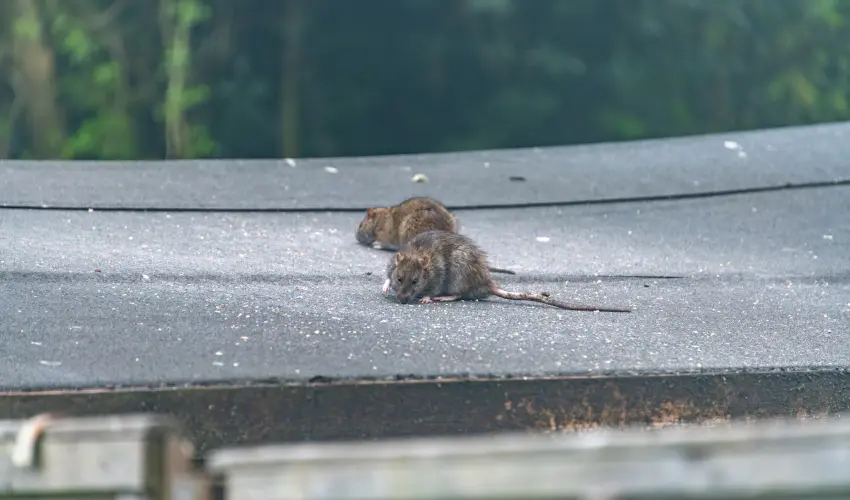 Norway rats in search of food on a shed roof in Cincinnati. Find out how to keep rats away with this guide from the rat control experts at Animal Remover.
