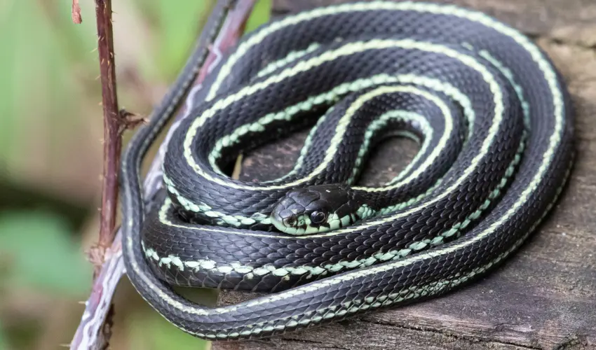 A coiled garter snake on a Cincinnati pier. Find out how to keep snakes away with this guide from the snake control experts at Animal Remover.