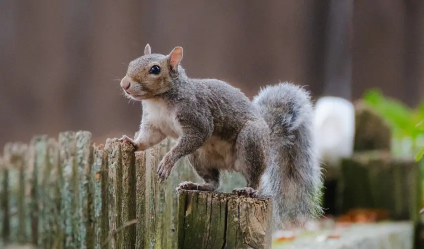 A gray squirrel looking for food in a Cincinnati yard. Find out how to keep squirrels away with this guide from the squirrel control experts at Animal Remover.