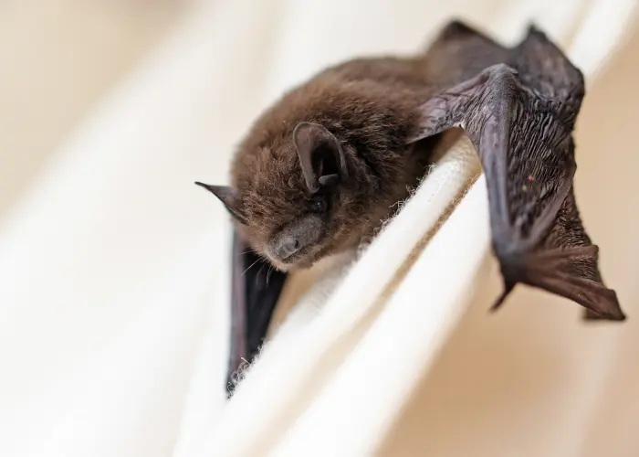 Bat Removal: Signs Bats Are in Your House
