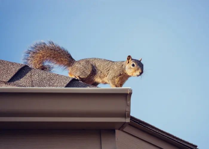 A squirrel walking along the edge of an Indiana home