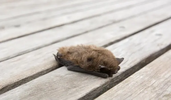A small brown bat. Find out how to keep bats away with this guide from the Bat Control experts at Animal Remover.