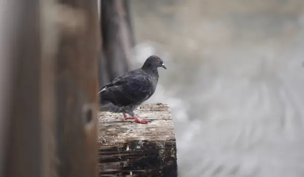 A pigeon perched on a pier. Find out how to keep birds away with this guide from the bird control experts at Animal Remover.