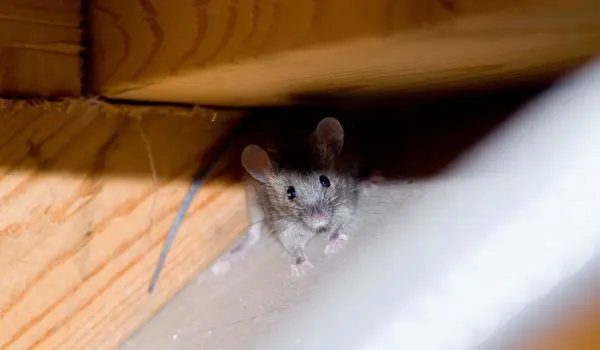 A small house mouse in an attic. Find out how to keep mice away with this guide from the mice control experts at Animal Remover.