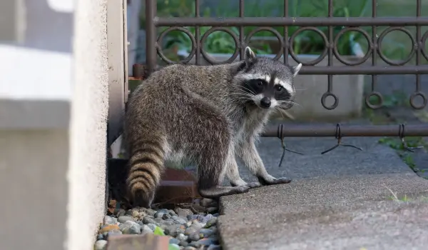 A raccoon looking for food in a Cincinnati yard. Find out how to keep raccoons away with this guide from the raccoon control experts at Animal Remover.
