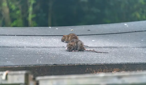 Norway rats crawling on a shed roof in Cincinnati. Find out how to keep rats away with this guide from the rat control experts at Animal Remover.