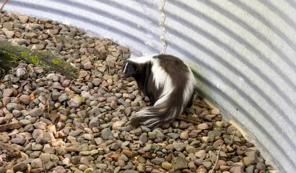 A skunk wondering around a Cincinnati yard. Find out how to keep skunks away with this guide from the skunk control experts at Animal Remover.