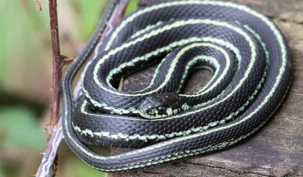 A coiled garter snake. Find out how to keep snakes away with this guide from the snake control experts at Animal Remover.