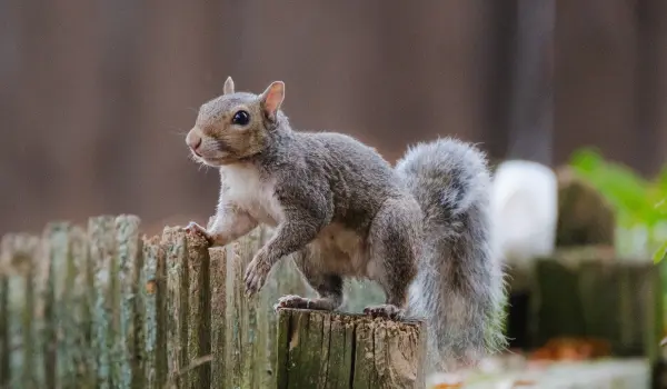A gray squirrel on a fence. Find out how to keep squirrels away with this guide from the squirrel control experts at Animal Remover.