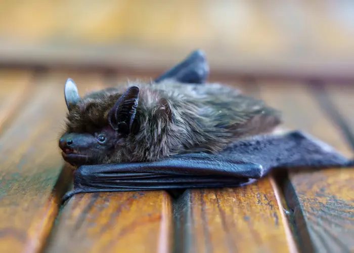 A little brown bat resting on a wooden surface in Kentucky