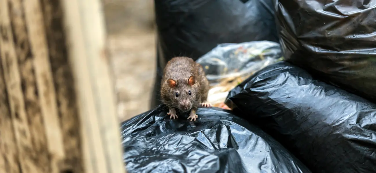A rat crawling on garbage bags. Call or contact Animal Remover for rodent management and control in Kentucky.